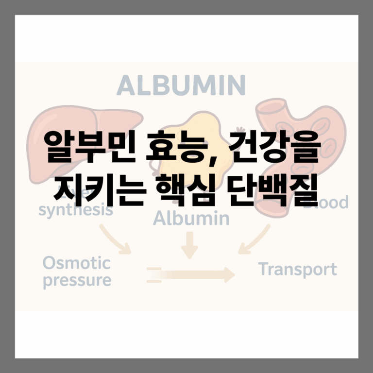 알부민 효능, 건강을 지키는 핵심 단백질