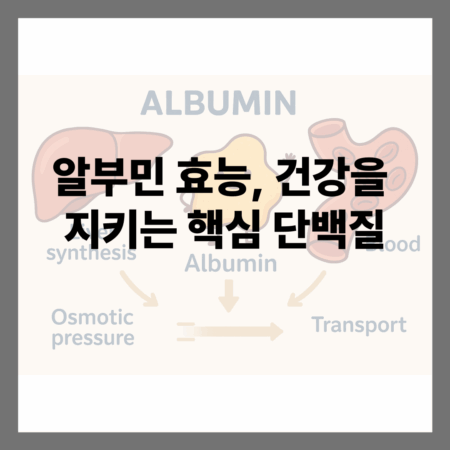 알부민 효능, 건강을 지키는 핵심 단백질