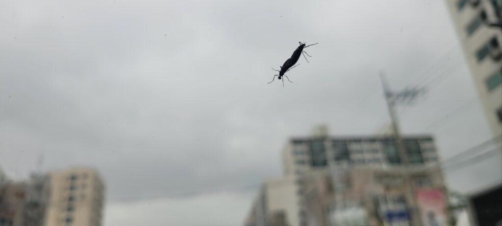 러브버그 발생 시기